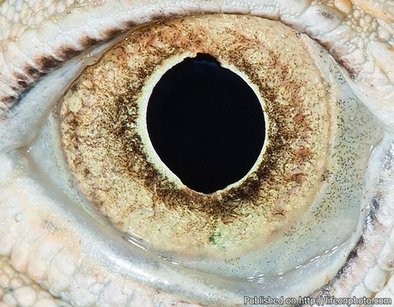 Сурен Манвелян: глаза животных и рыб