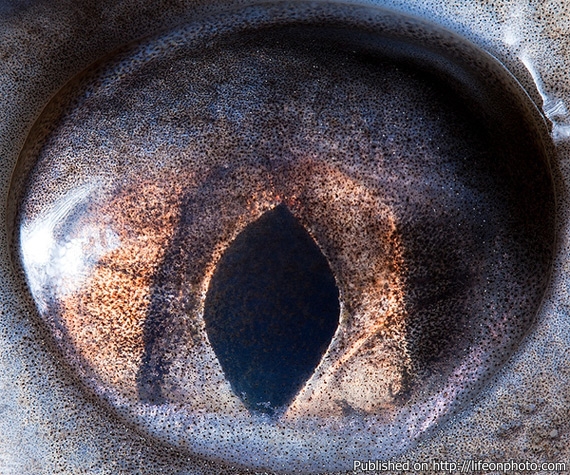 Сурен Манвелян: глаза животных
