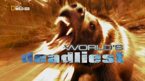   .   / World's deadliest. Pack Hunters (Gary Parker) [2010 .,  , HDTV 1080i]