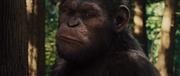 Восстание планеты обезьян / Rise of the Planet of the Apes (2011) BDRip 720p