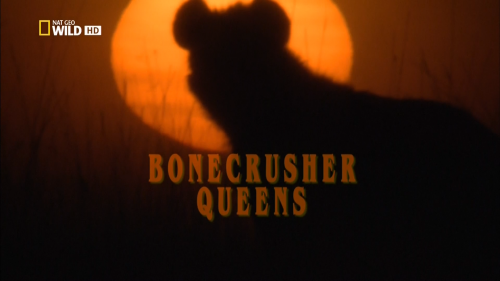 -  / Bonecrusher Queens [2008 ., , HDTV 1080i]