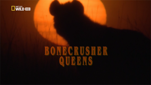  -   / Bonecrusher Queens [2008 ., , HDTVRip 720p]