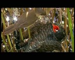 BBC:  .  / : The Natural World. Cuckoo (2009) DVB