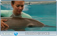 История дельфина / Dolphin Tale (2011/HDRip/2100Mb/1400Mb)