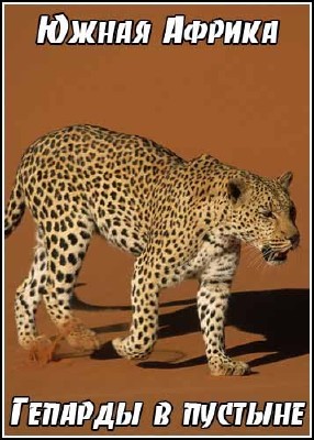 Южная Африка. Гепарды в пустыне / Southern Africa. Deserts of the cheetah (2008) IPTVRip