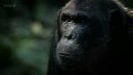 Bbc: Шимпанзе - Есть Ли Выход? / Bbc: Chimps Of The Lost Gorge (2011) HDTVrip 720p