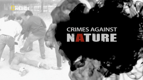   :    / Crimes against Nature: Tiger Traffic (Todd Wendel) [2010 .,  , , HDTV 1080i]