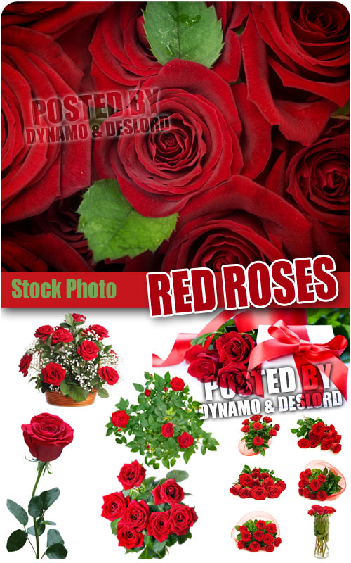 Red Roses - UHQ Stock Photo