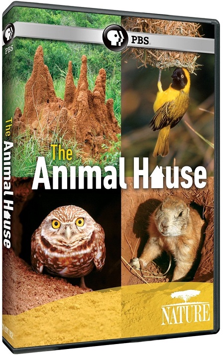 PBS - Nature S30E02 The Animal House (2011) 720p HDTV AC3 5.1 x264-DON