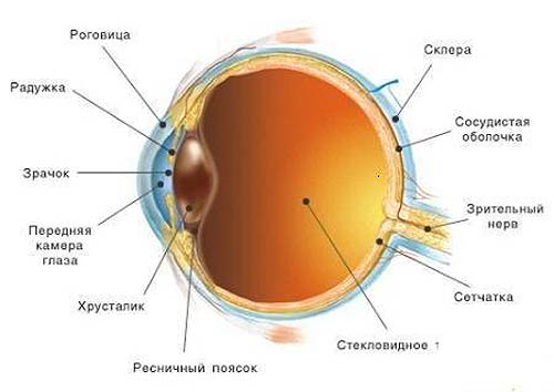 Обобщенное описание строения различных частей глаза, функции и