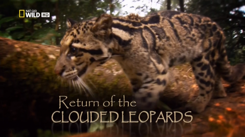    / Return of the Clouded Leopards (Toral Dixit) [2011 ., , HDTV 1080i]