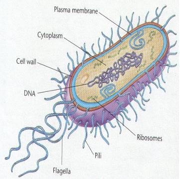 lipolytic bacteria