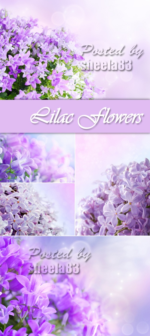 Stock Photo - Lilac Flowers
