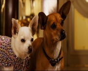   - 2 / Beverly Hills Chihuahua 2 (2011/DVD5/DVDRip/1400 MB)