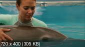  / Dolphin Tale (2011/DVD5/HDRip/2100MB/1400MB/700MB)